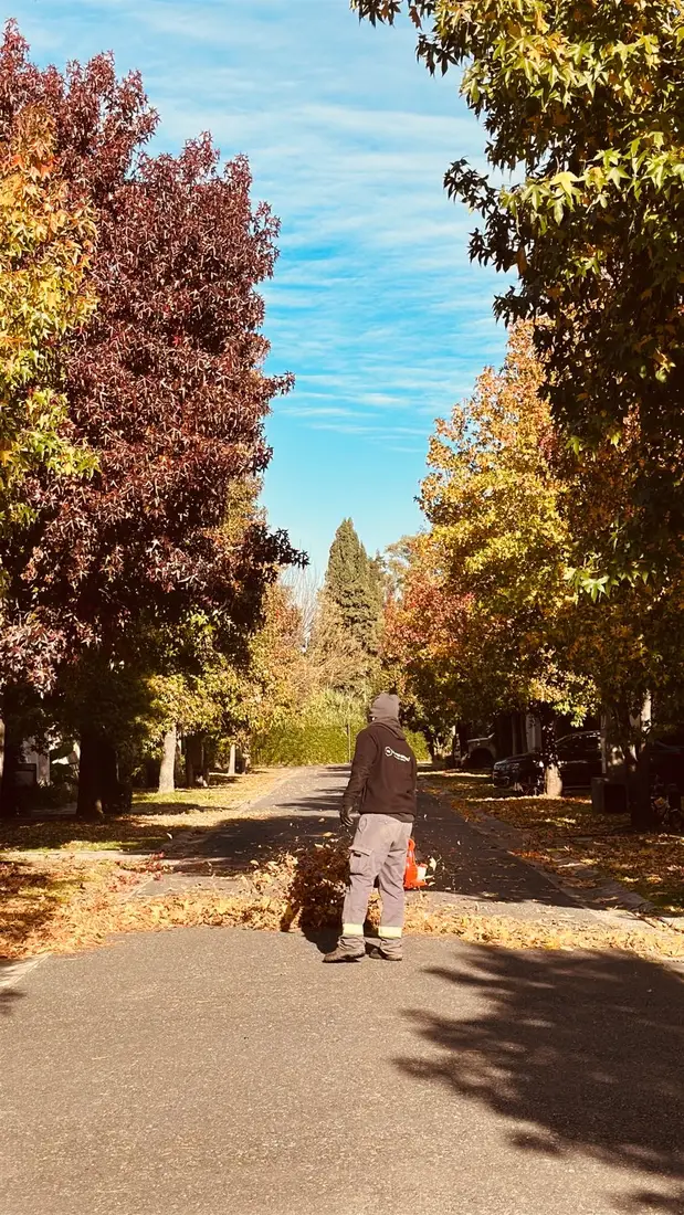 Soplado de hojas en calle arbolada de otoño